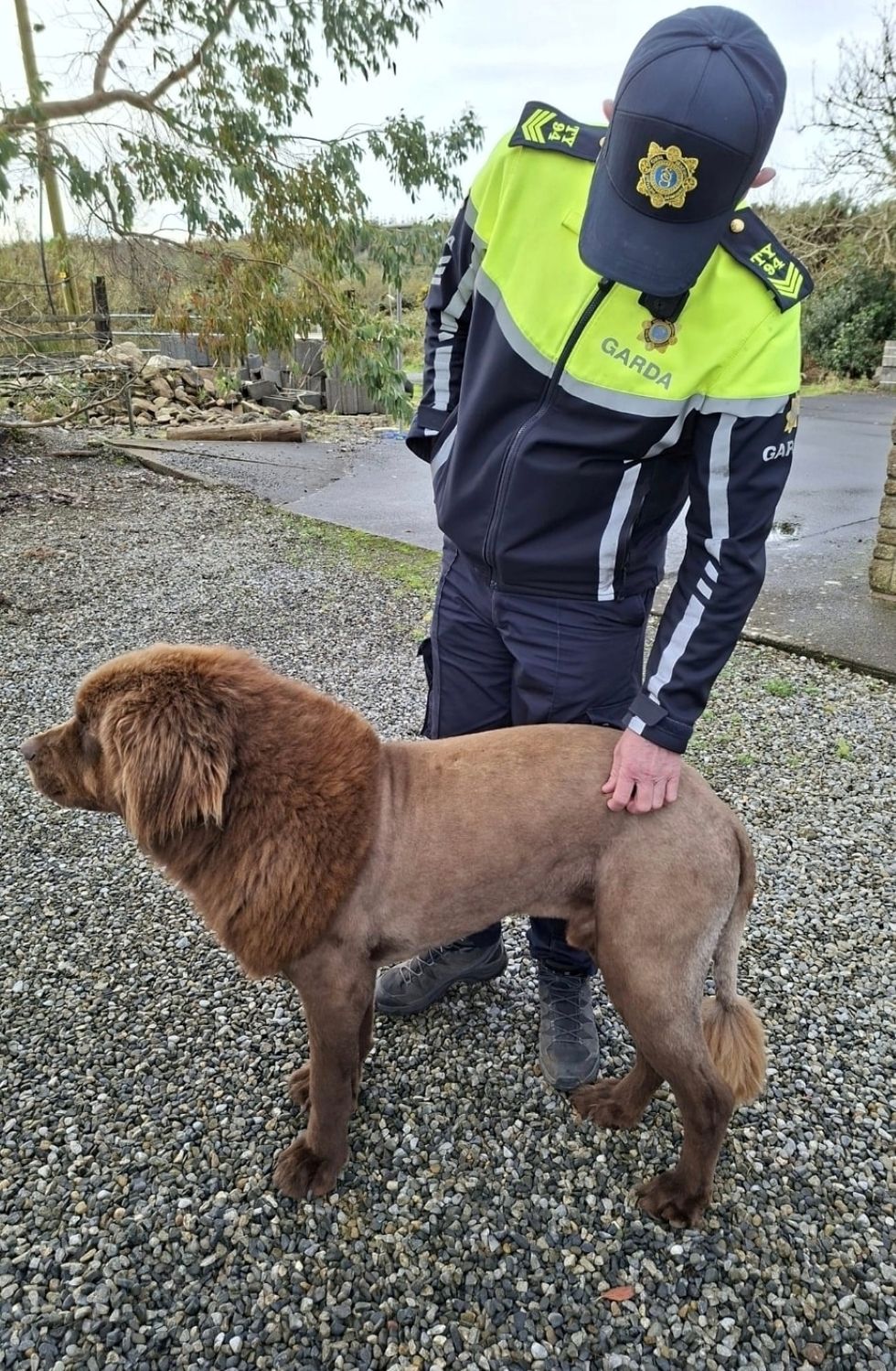 Irish police conclude that roaming ‘lion’ was actually a dog