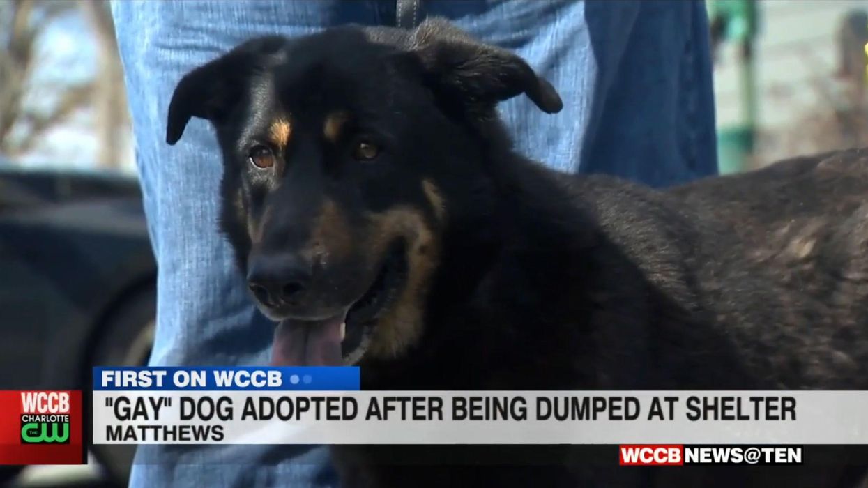 Gay couple adopt abandoned 'gay' dog
