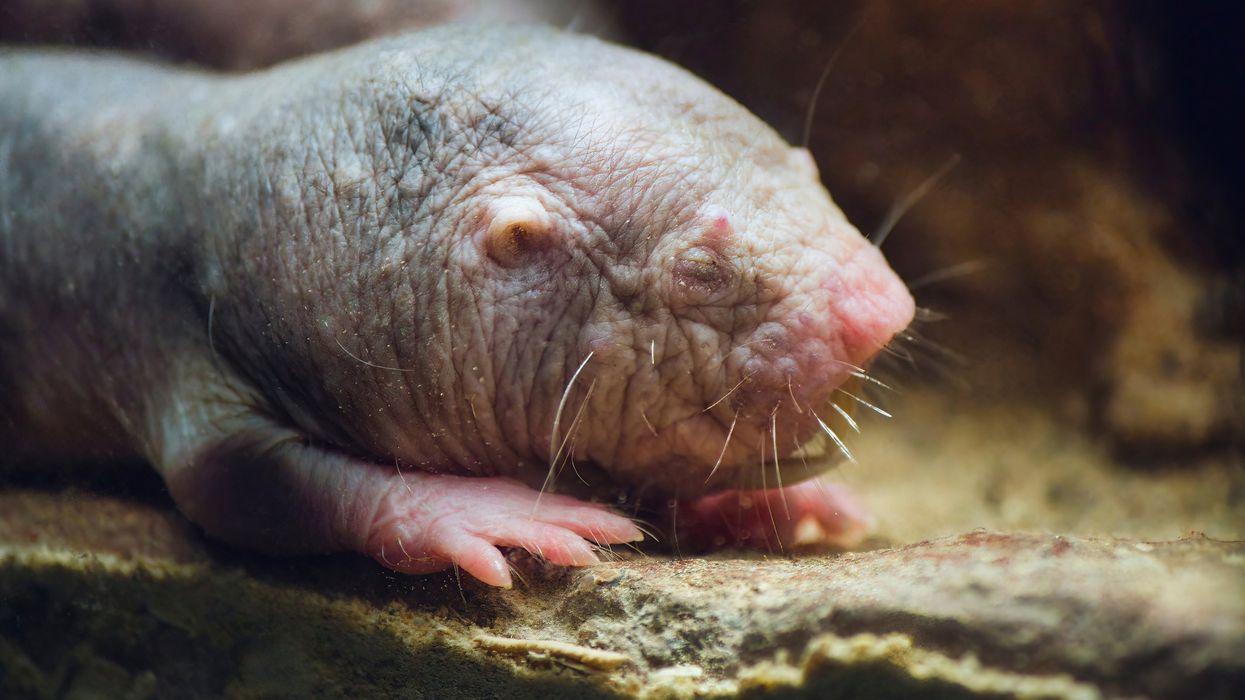 Gene found in naked mole rat could be the secret to extending human life