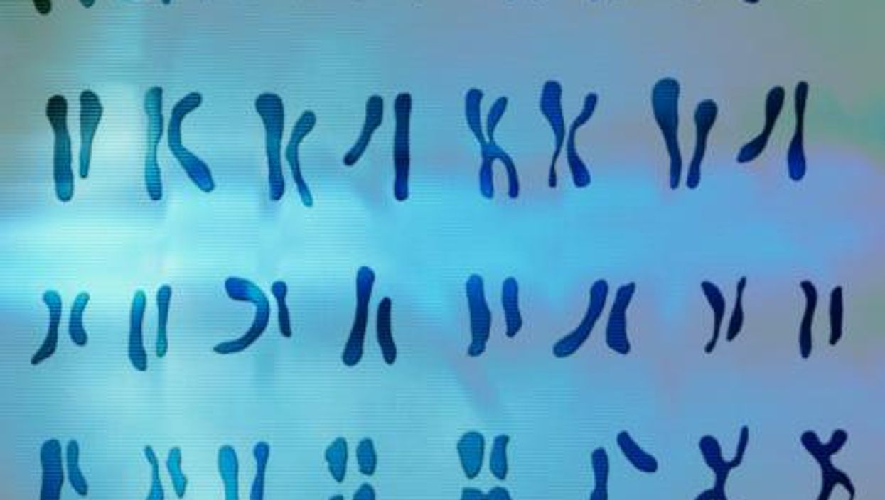 Genetic information held on pairs of chromosomes includes a cancer-protecting gene on the male Y-chromosome