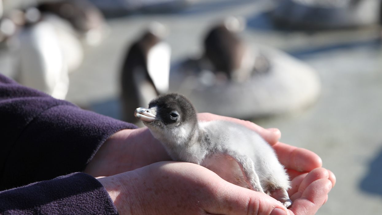 Gentoo penguin chick
