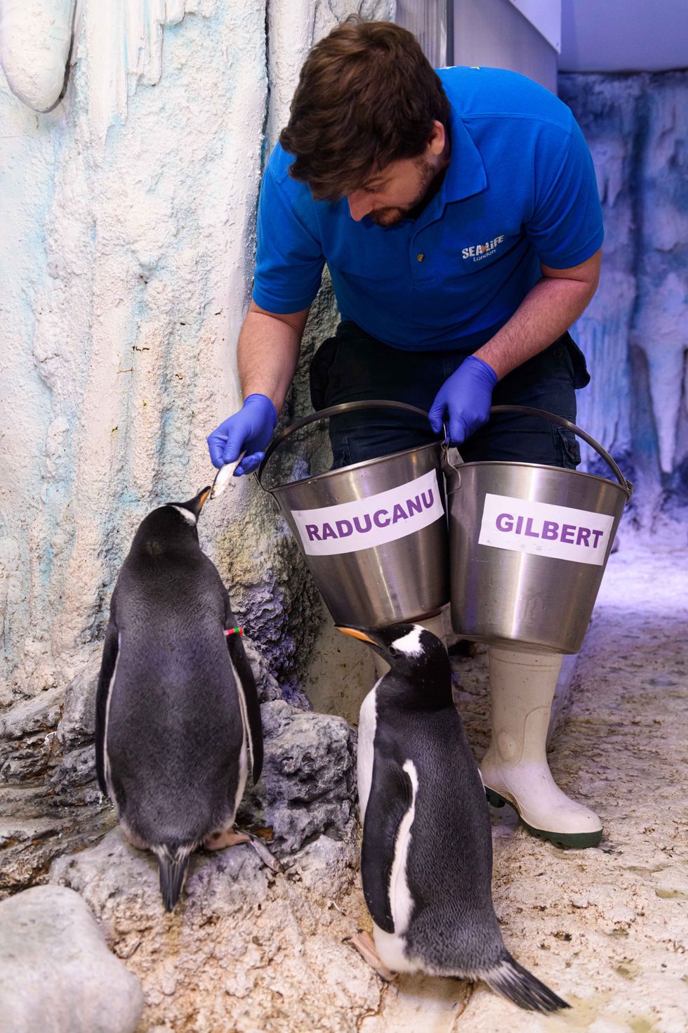 Gentoo penguin chicks named after Emma Raducanu and Professor Dame Sarah Gilbert