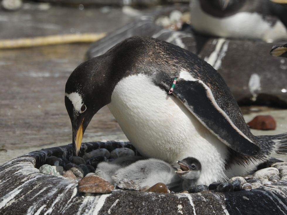 Zoo welcomes first penguin chicks of breeding season