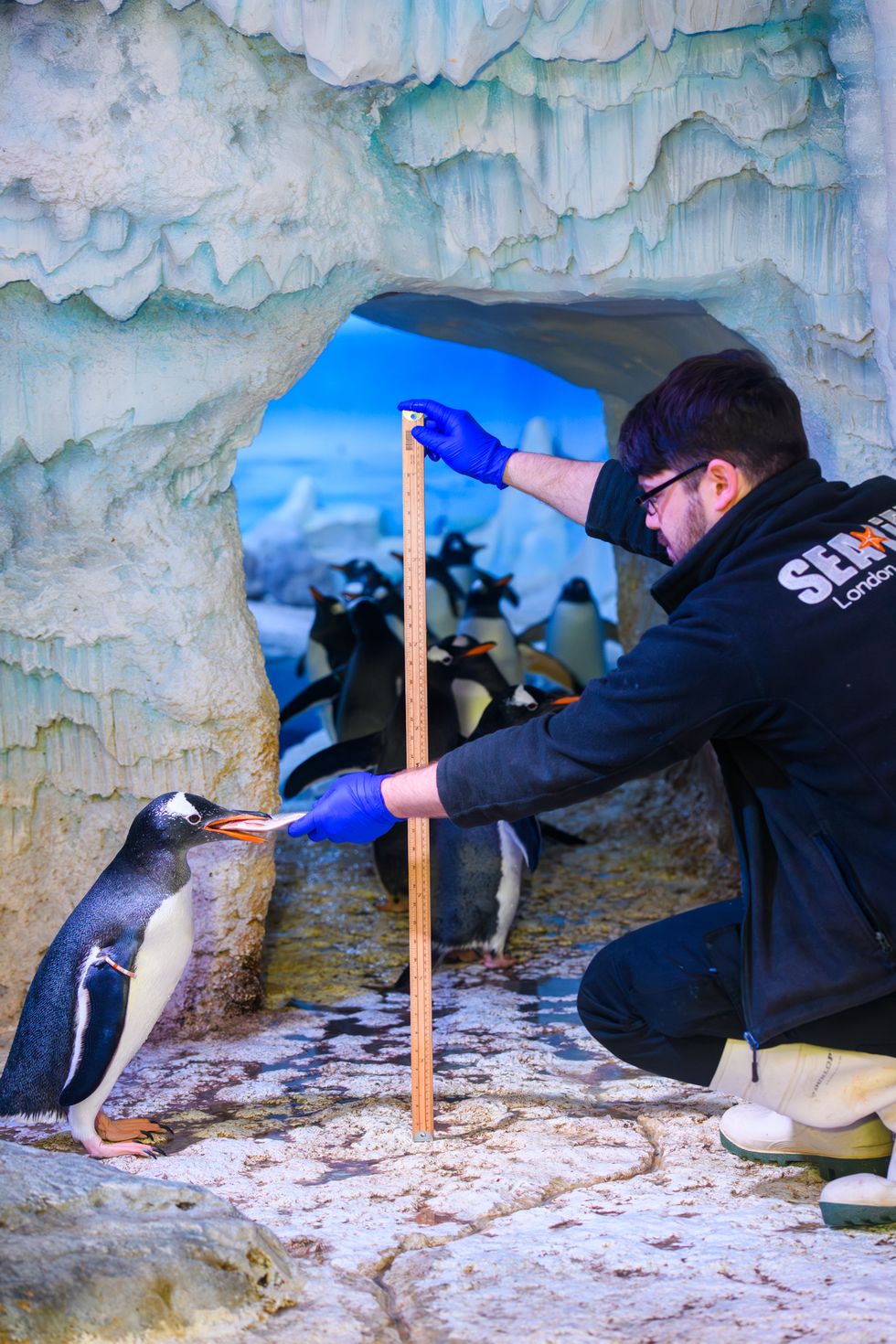 Gentoo penguins being measured at Sea Life London