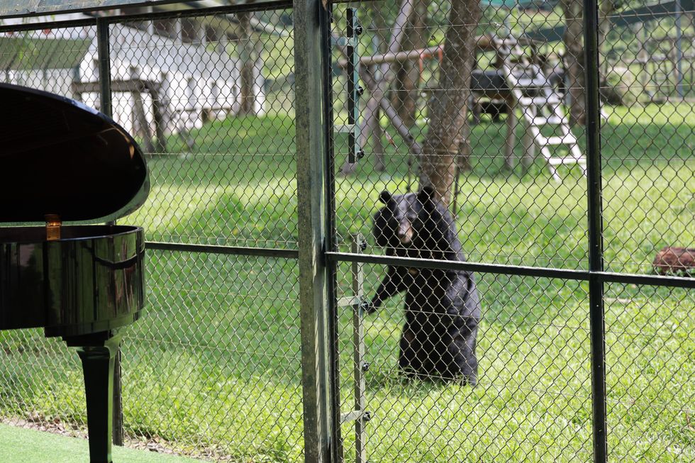 Georges the bear watches a piano performance at Tam Dao National Park