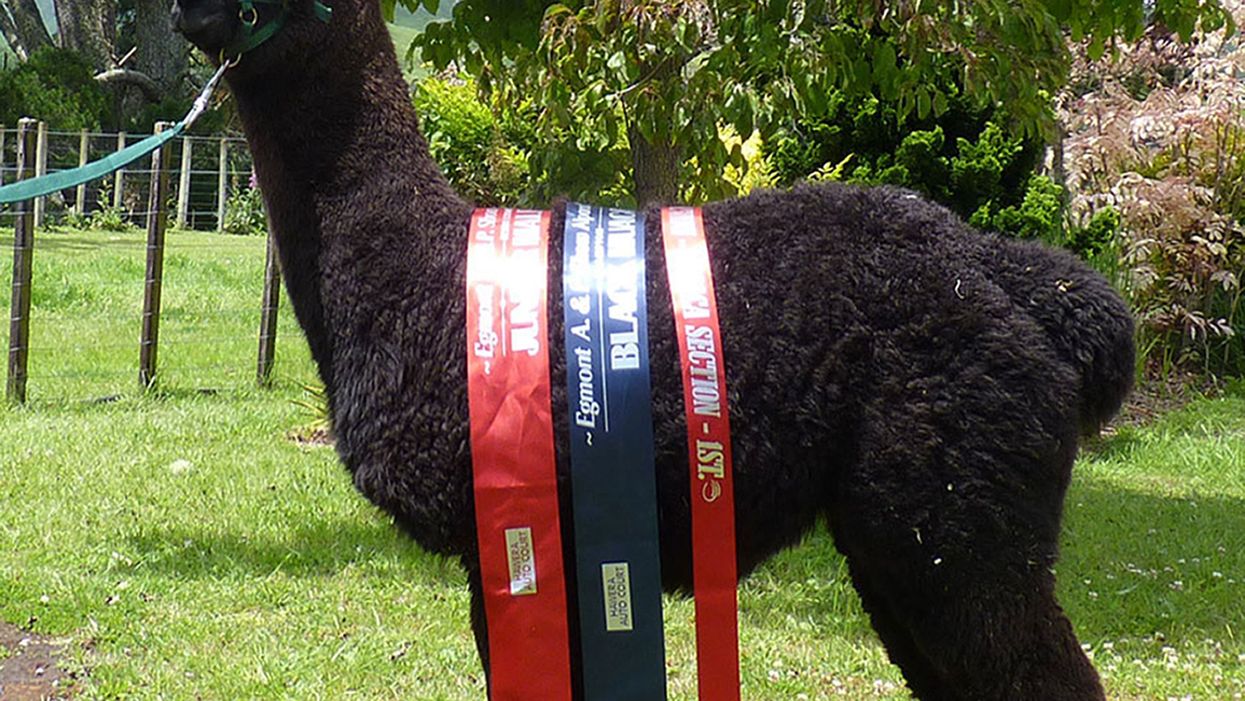 Geronimo the alpaca who lives on a farm in south Gloucestershire is condemned to death (Helen Macdonald/PA)