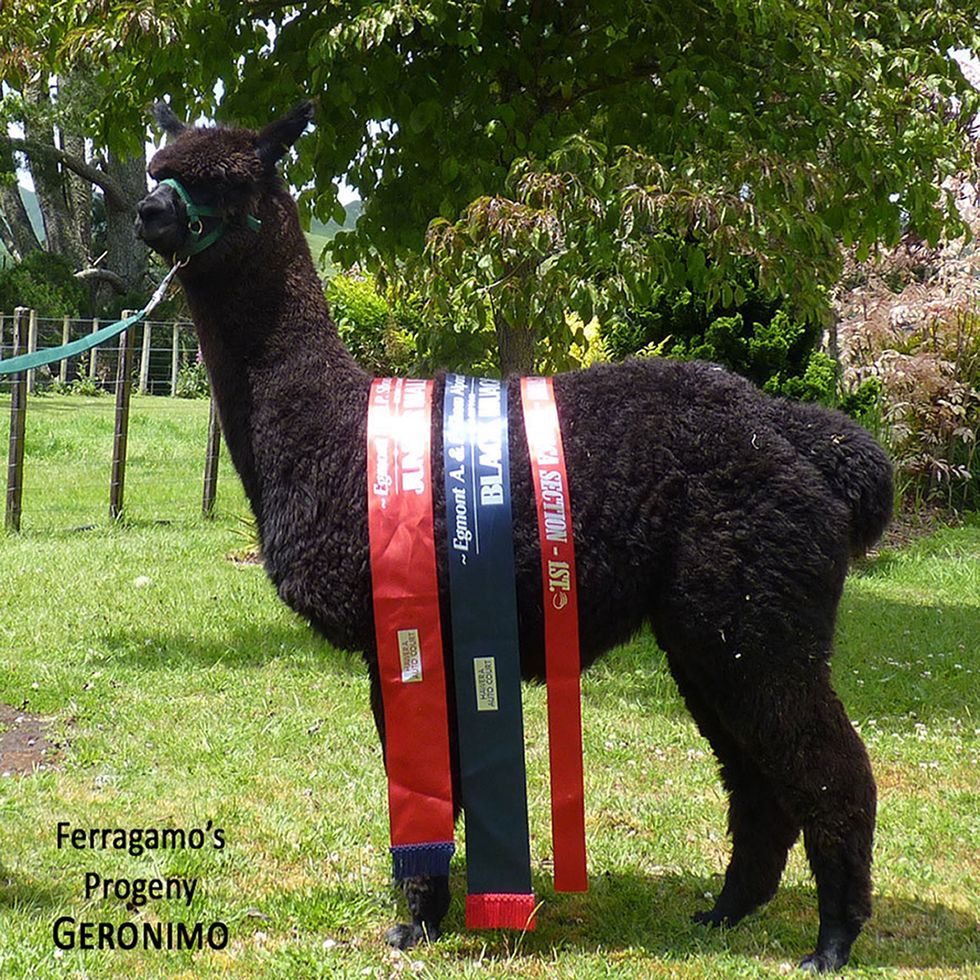 Geronimo the alpaca who lives on a farm in south Gloucestershire is condemned to death (Helen Macdonald/PA)