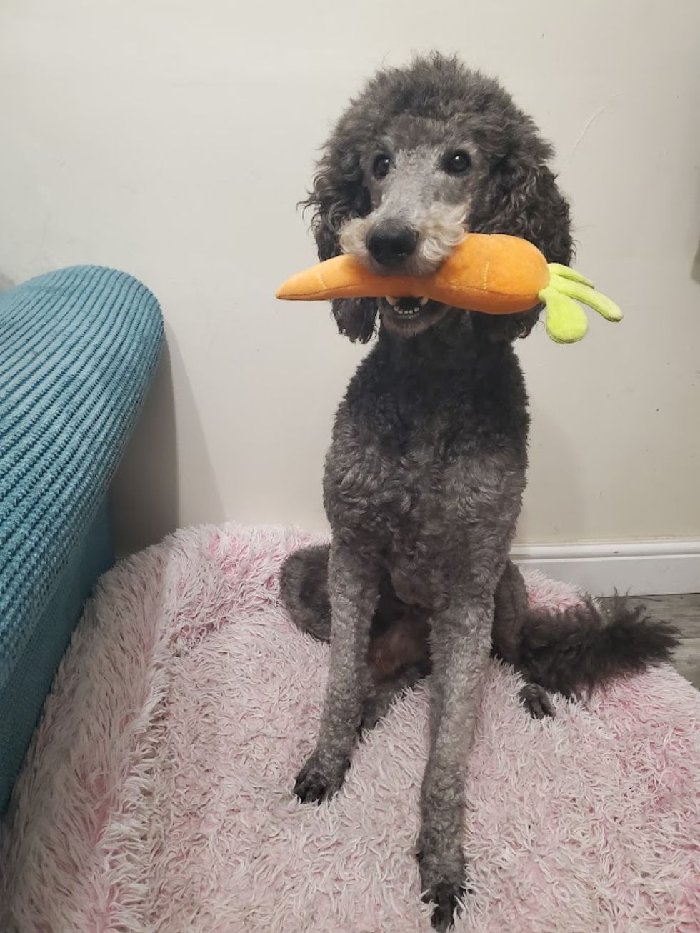 Labradoodle to be third-time dad on Valentine’s Day after unsuccessful love life