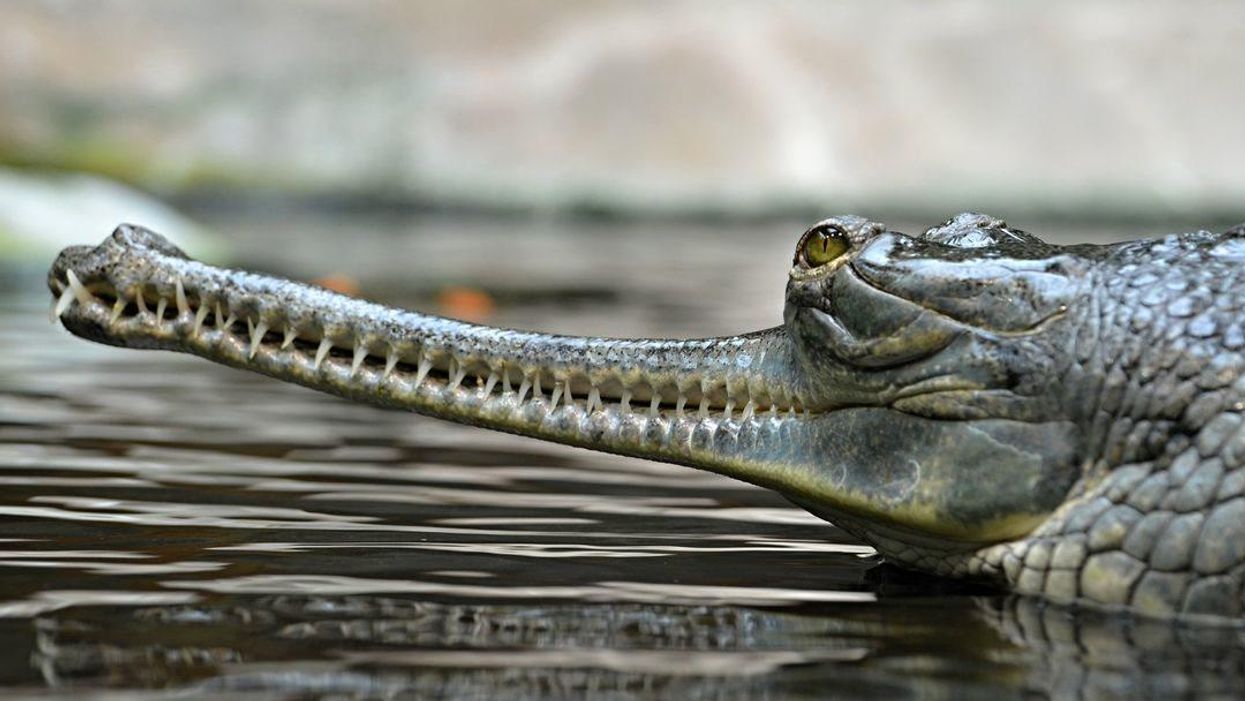 Crocodile causes chaos after refusing to 'budge' from navy airfield runway