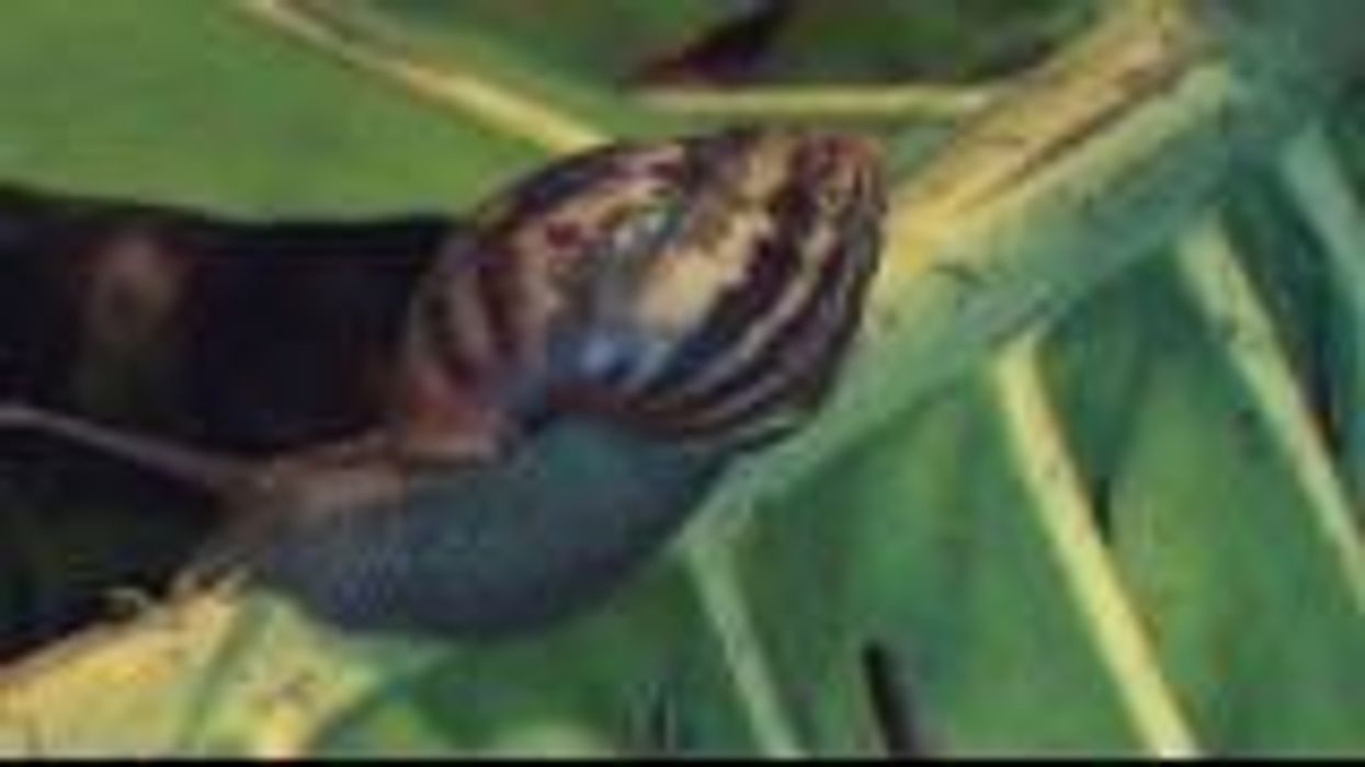 Florida town quarantined after discovery of a giant African land snail