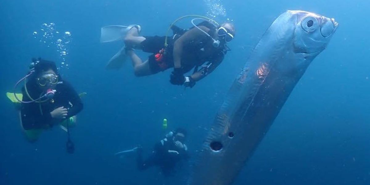 Rare six-foot fish sighting sparks ‘doomsday’ theories | indy100