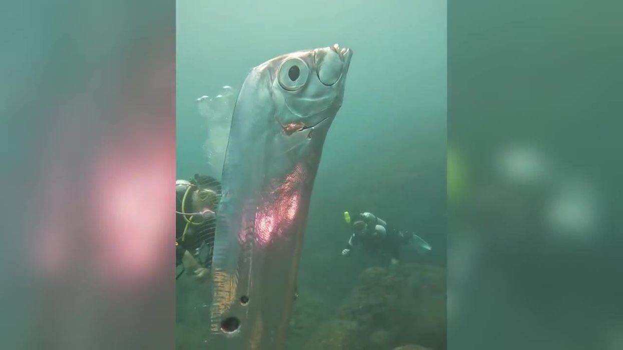 Rare six-foot fish sighting sparks ‘doomsday’ theories