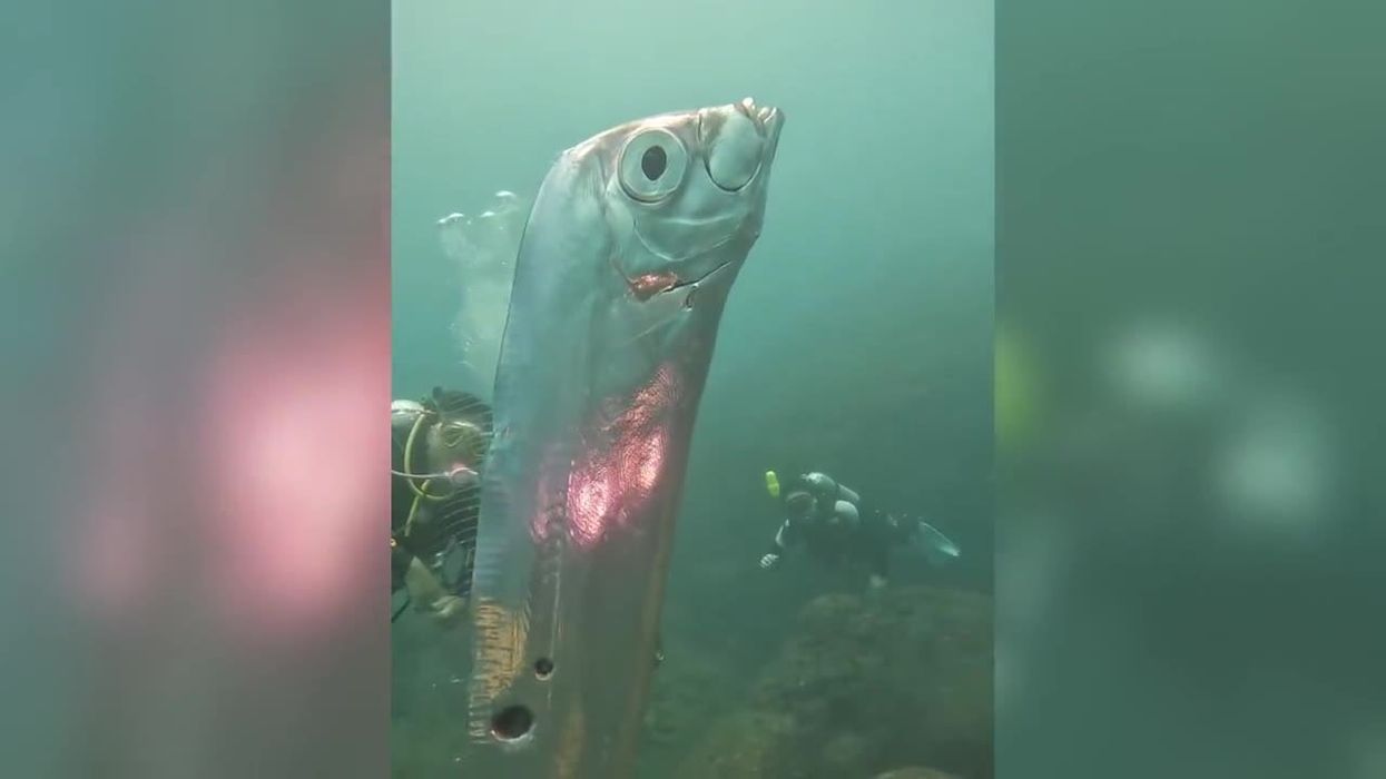 Rare six-foot fish sighting sparks ‘doomsday’ theories