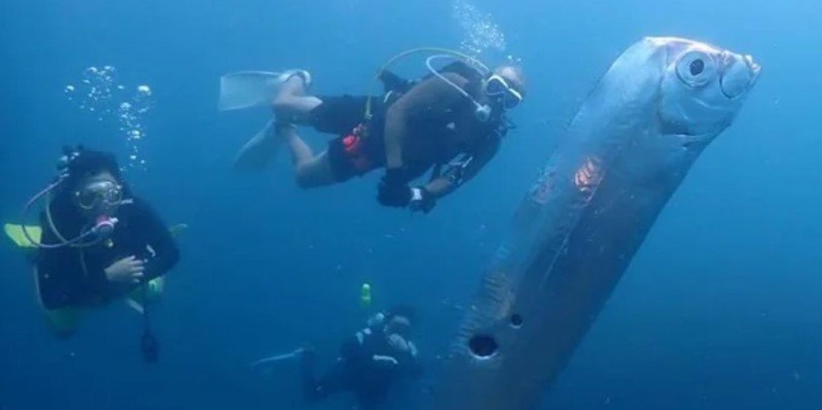 Dhoomsday Fish The 'Doomsday Fish' has sparked wild theories about the Japanese ...