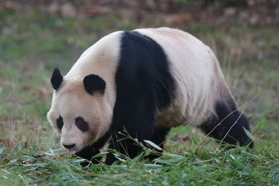 Giant Pandas start journey back to China