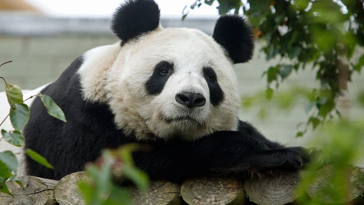 Giant panda