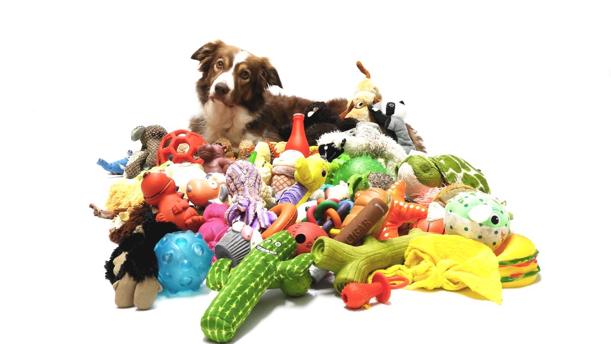 Gifted dogs able to remember names of a dozen toys (Sonja De Laat Spierings/PA)