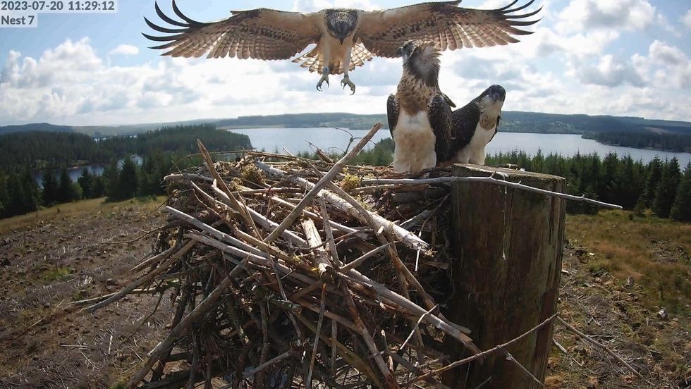 Stunning pictures show osprey’s first flight from forest nest