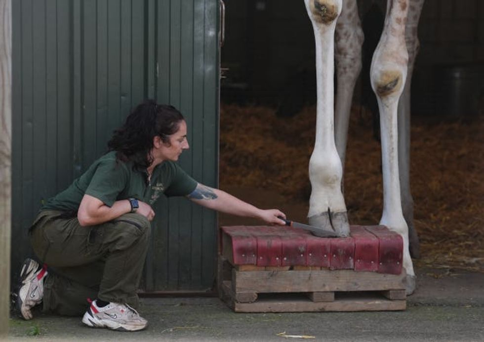 Giraffe at Blair Drummond Safari Park putting its hoof on a foot block next to a member of staff who is using a tool to file it
