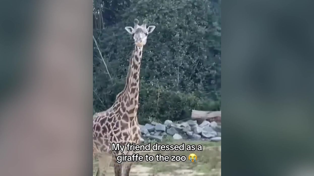 Giraffe at zoo left baffled by visitor dressed as giraffe