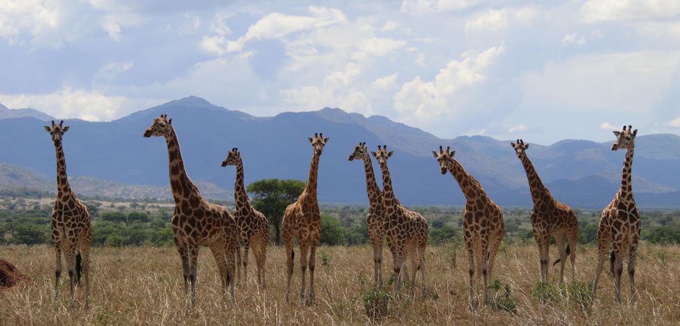 Major new assessment recognises four separate giraffe species for the first time