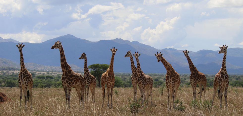 Major new assessment recognises four separate giraffe species for the first time