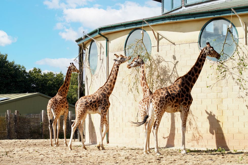 Zoo welcomes new giraffe arrival with a love-heart on its cheek