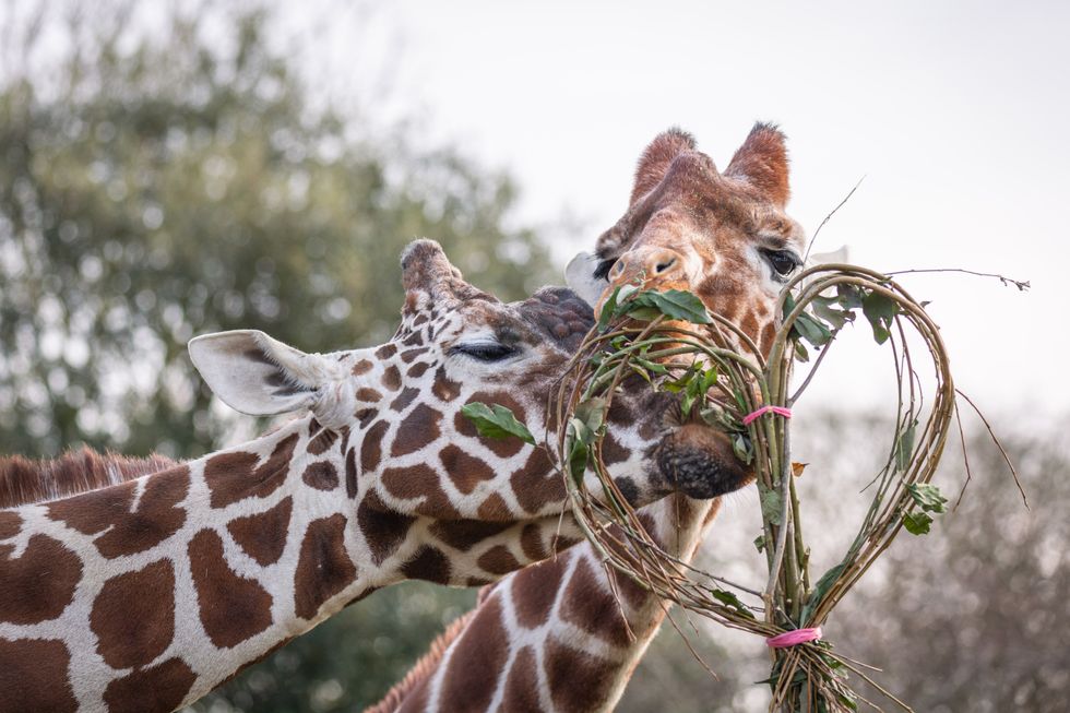 Giraffes were given their favourite meal of willow and cotoneaster branches, woven together to form a romantic heart garland.