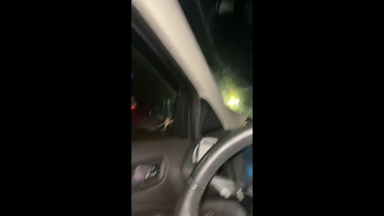 Giant new spider that can grow to two inches wide has people terrified