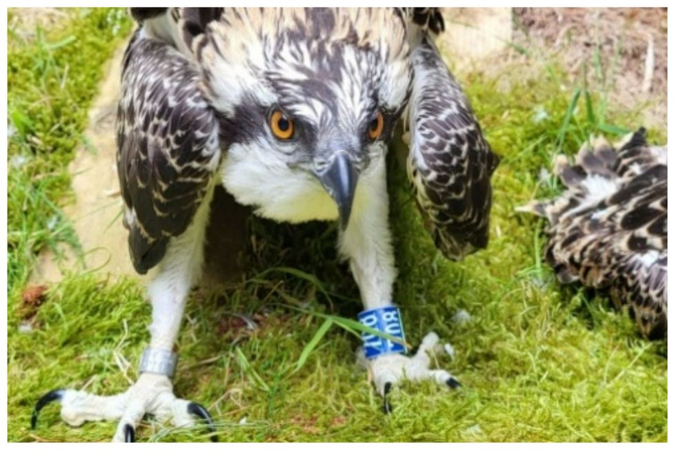 Osprey found to have hitched a lift on ships during migration