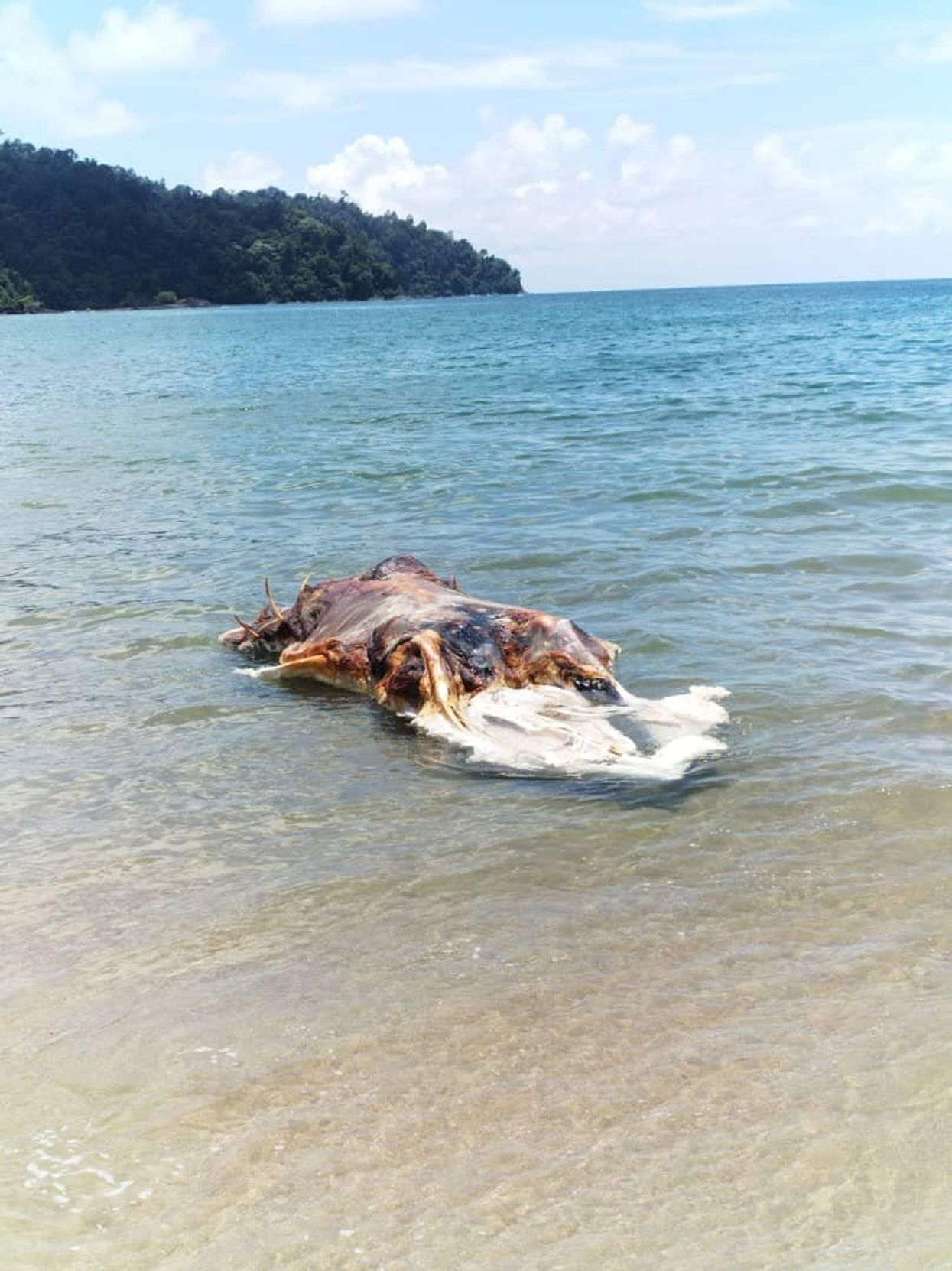 Unidentified 'monster' washes up on beach in Malaysia