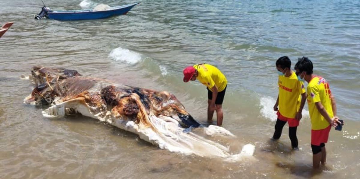 身份不明的“大龙虾”被冲上马来西亚海岸