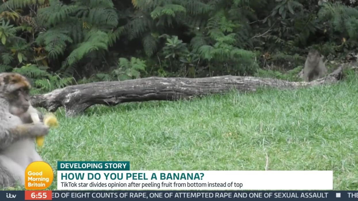 Monkey settles TikTok debate that we've all been peeling bananas wrong