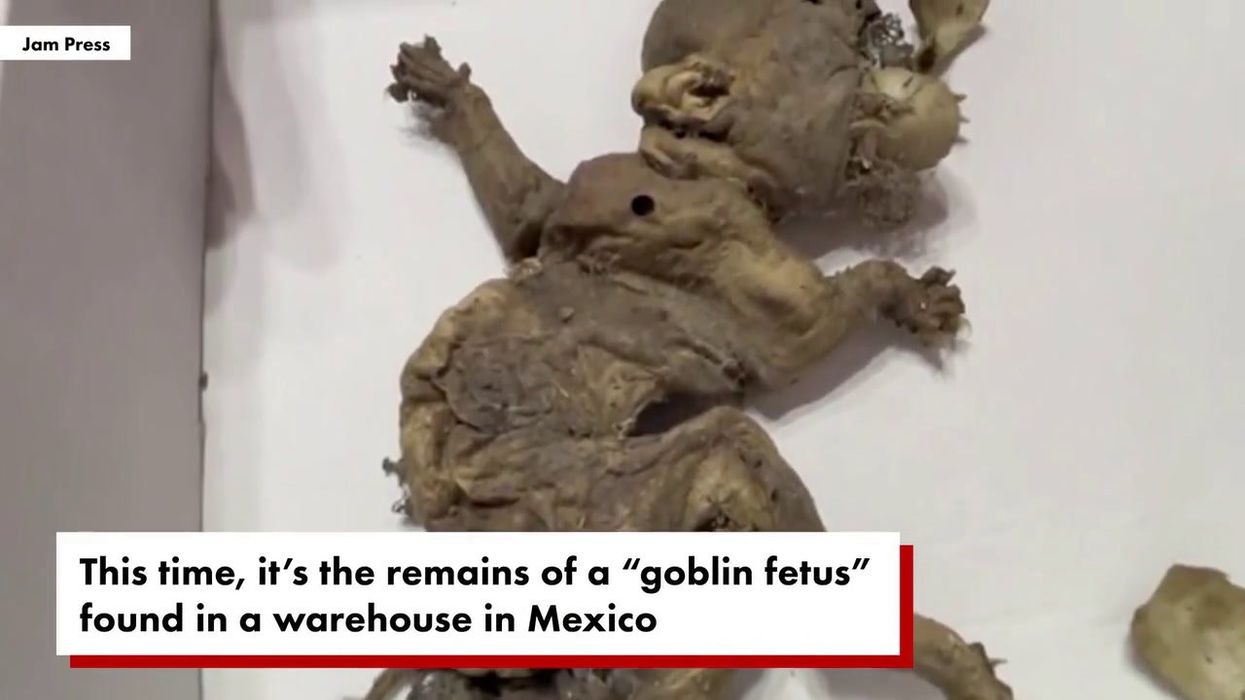 'Goblin foetus' found in warehouse analysed by doctors