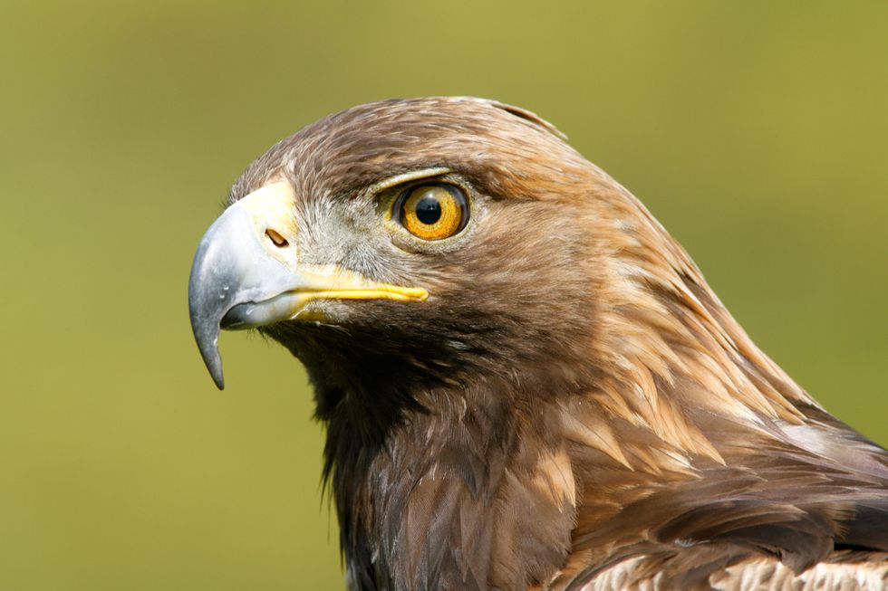 Golden eagle