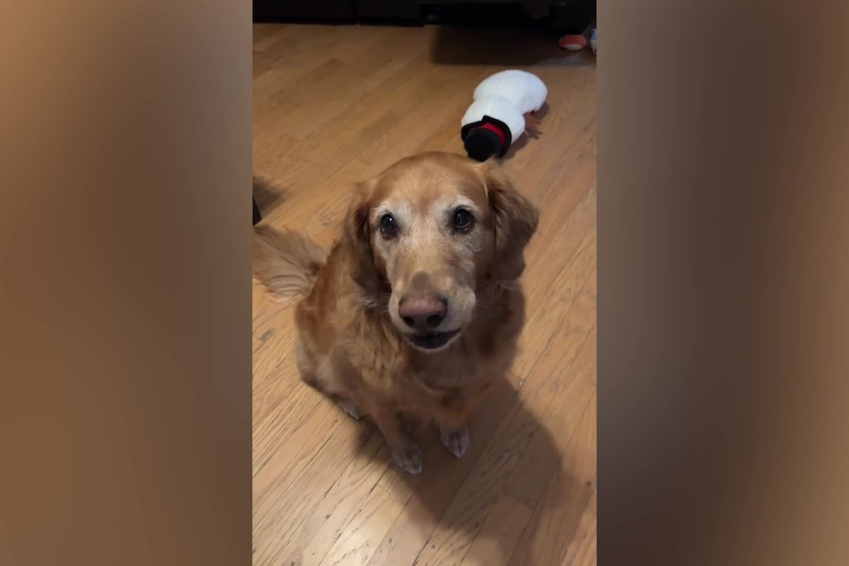 Golden retriever can expertly mimic other animals in impressive clip