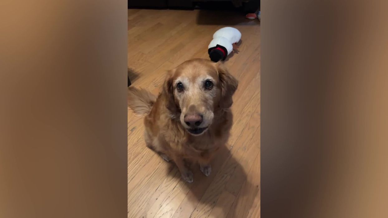 Golden retriever can expertly mimic other animals in impressive clip