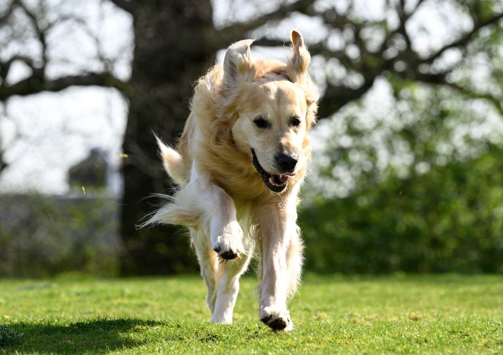 ‘Wonderful’ dog who fathered more than 300 puppies for Guide Dogs retires