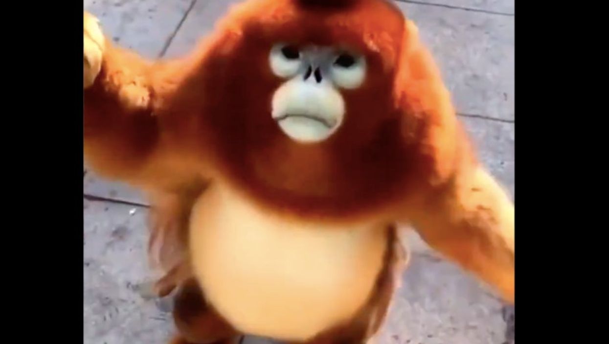 Golden snub-nose monkeys