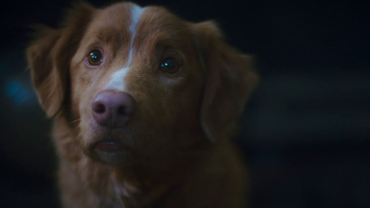 Dog-themed horror trailer Good Boy already has people desperate to know one thing