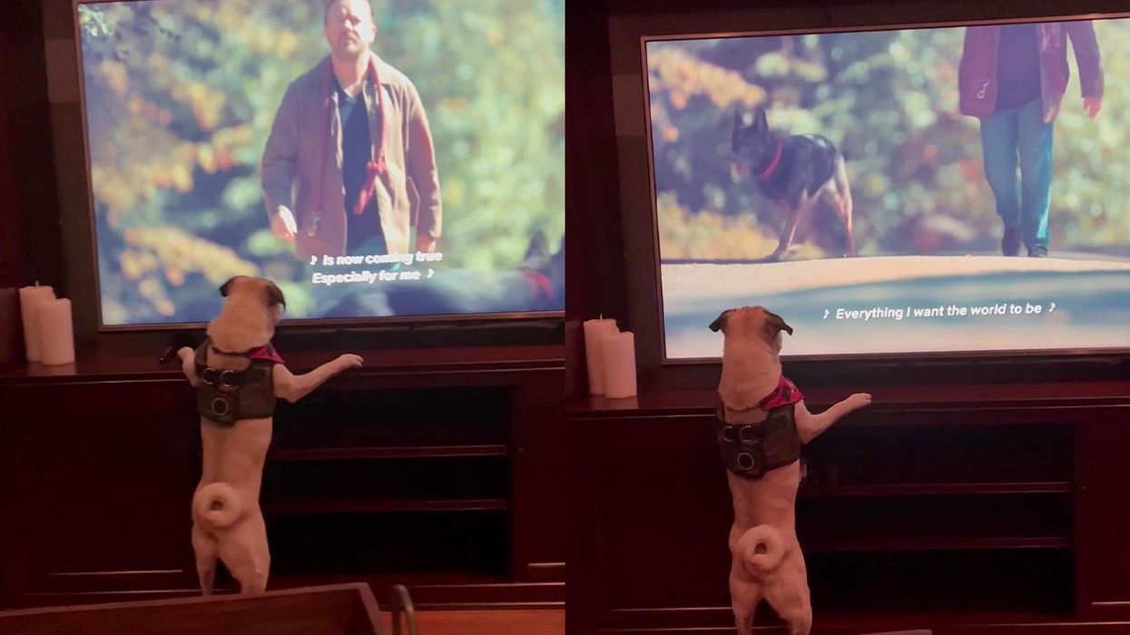 Uncooperative dog goes viral for making a hilarious screaming sound