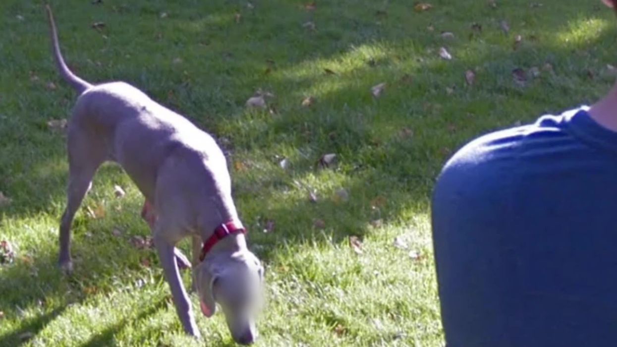 Firefighters called to rescue dog on a roof but told that 'he does it all the time'