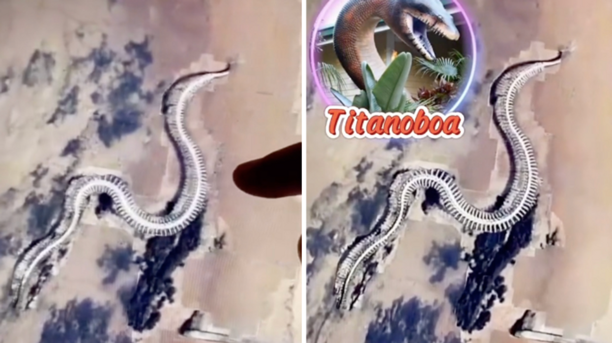 Google Maps users find 'creepy giant snake skeleton'