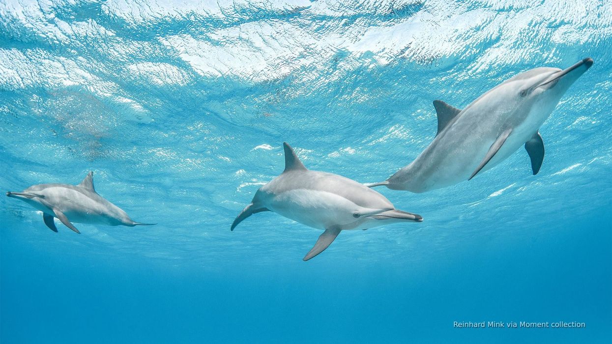 Scientists could soon be speaking to dolphins thanks to AI