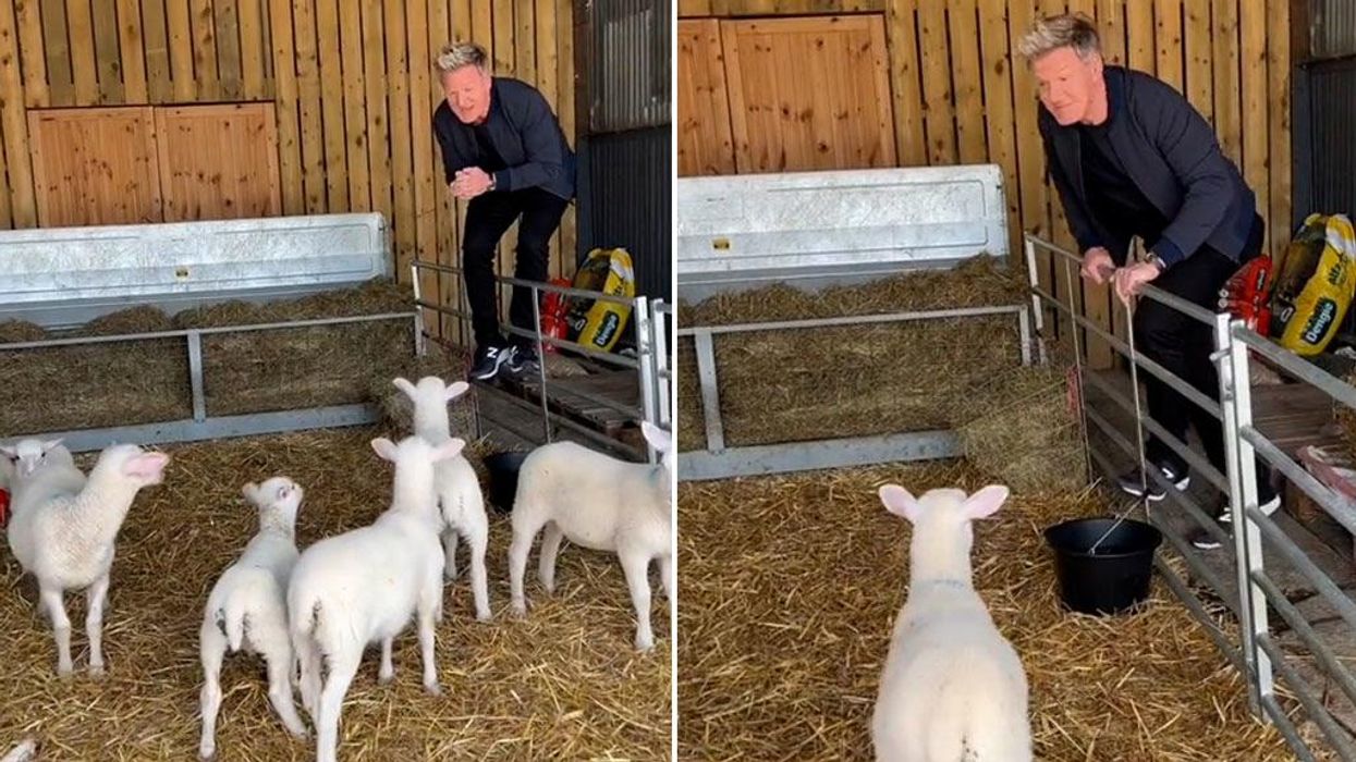 PETA calls for Gordon Ramsay's kids to 'disown him' over controversial lambs video
