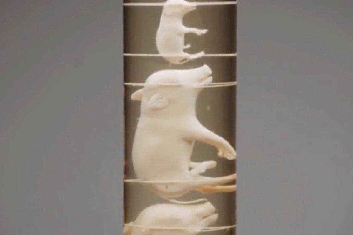 'Gorgeous' pig fetuses sell for stomach-turning figure on auction show