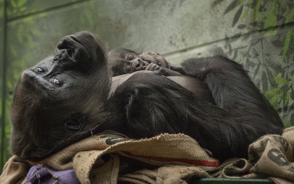 Gorilla cradles her newborn