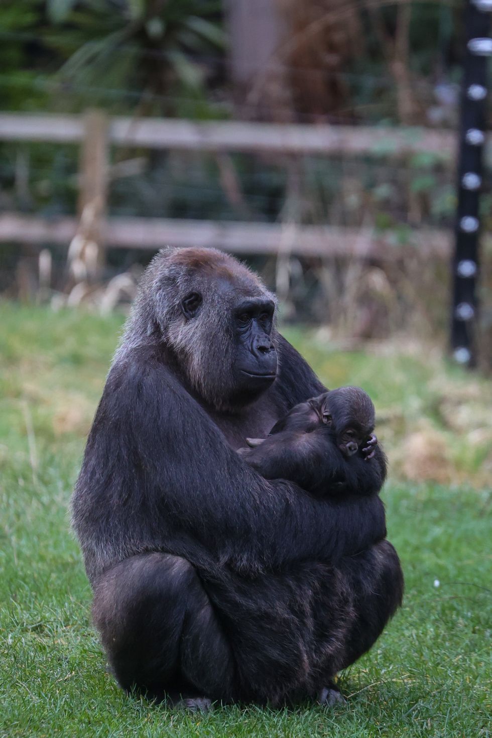 Gorilla with baby