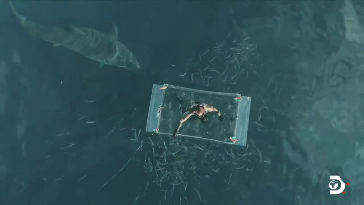 Mystery of '50ft long Megalodon' scanned at bottom of ocean solved