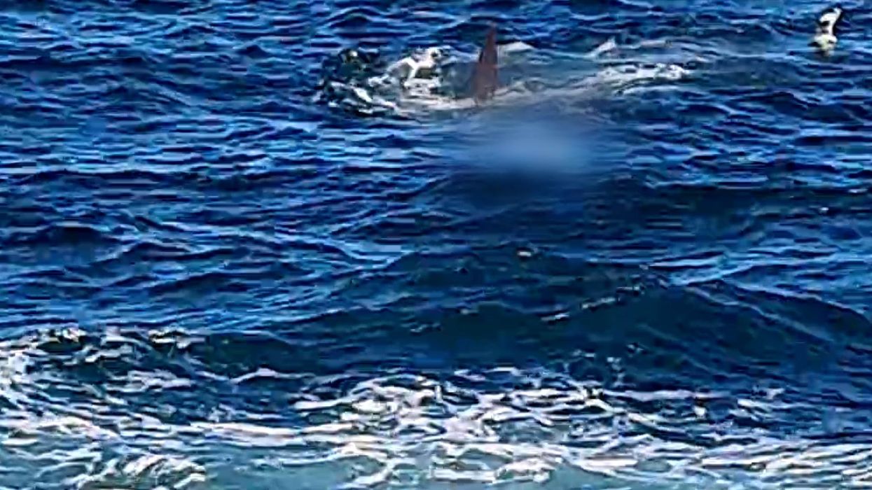 Sydney shark attack: Swimmer killed by great white off the Australian coast